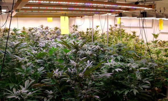 Produktion in Cannabis Club in Deutschland