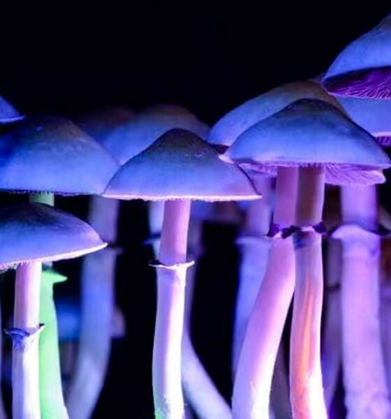 Psychedelische Therapie in Nevada