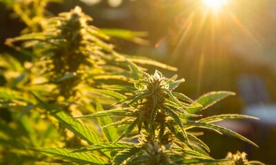 Eigenanbau von Cannabis in Spanien