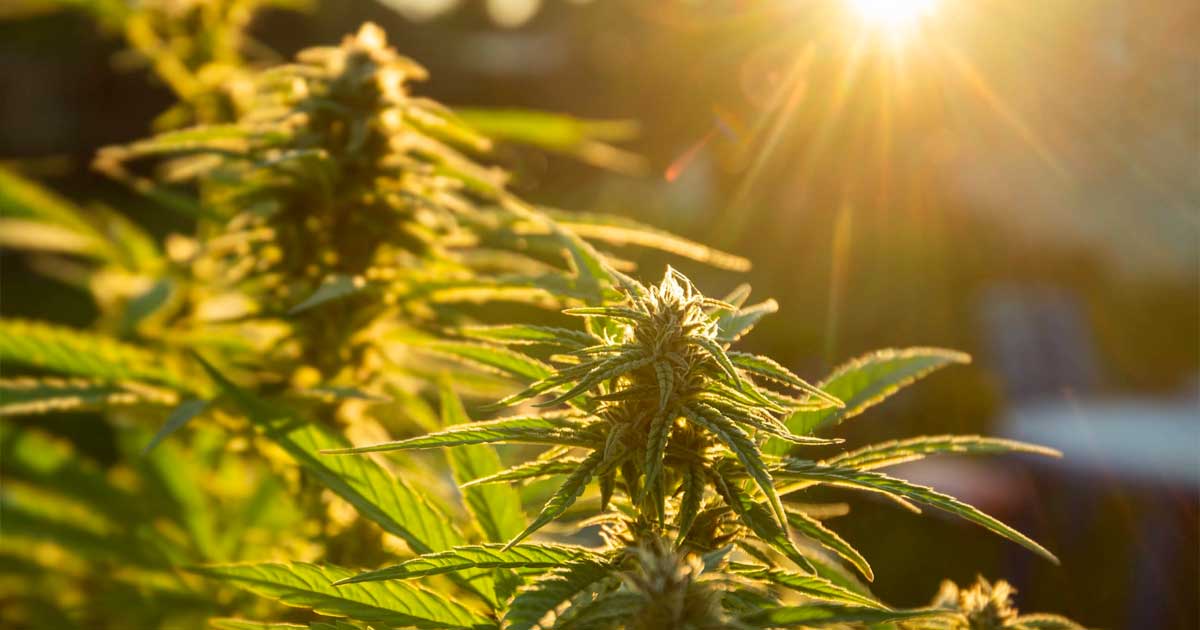 Eigenanbau von Cannabis in Spanien