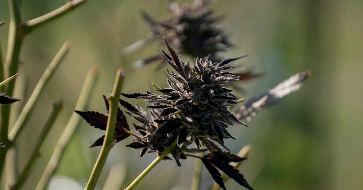 Importe von medizinischem Cannabis nach Australien
