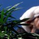 Hanf und medizinisches Cannabis in Pakistan