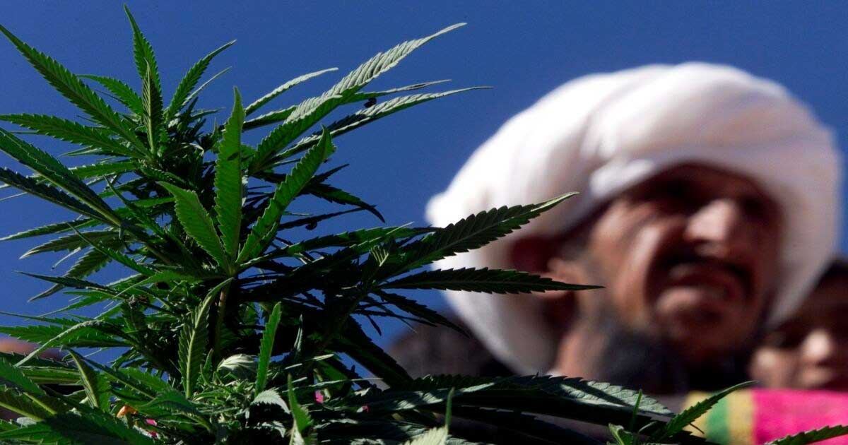 Hanf und medizinisches Cannabis in Pakistan