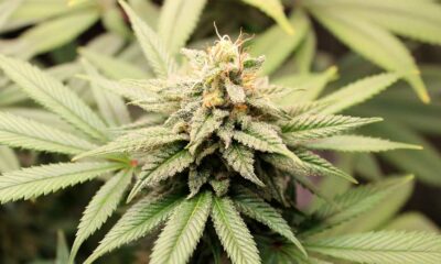 Cannabis-Pangenom