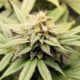 Cannabis-Pangenom