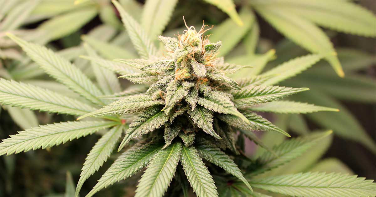Cannabis-Pangenom