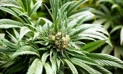 Cannabiskonsumenten in Europa