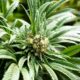 Cannabiskonsumenten in Europa