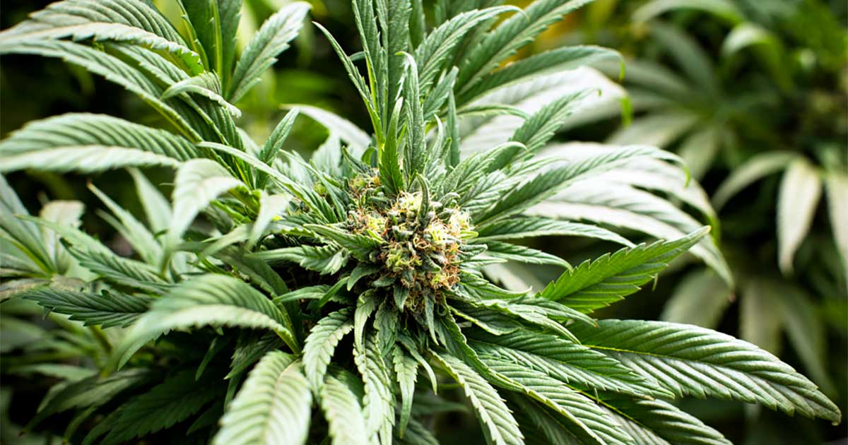 Cannabiskonsumenten in Europa