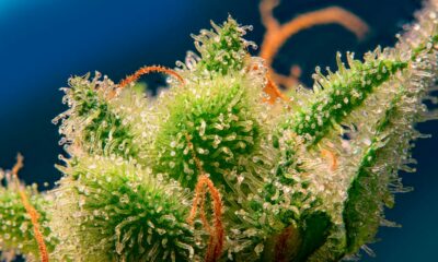 Monster Maker von Sweet Seeds