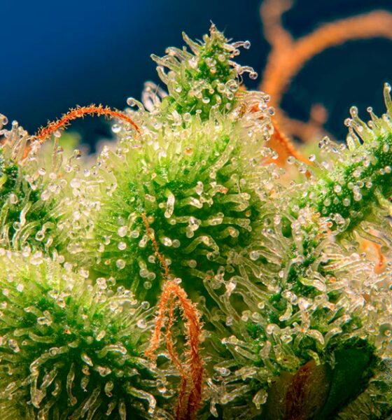 Monster Maker von Sweet Seeds