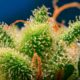 Monster Maker von Sweet Seeds