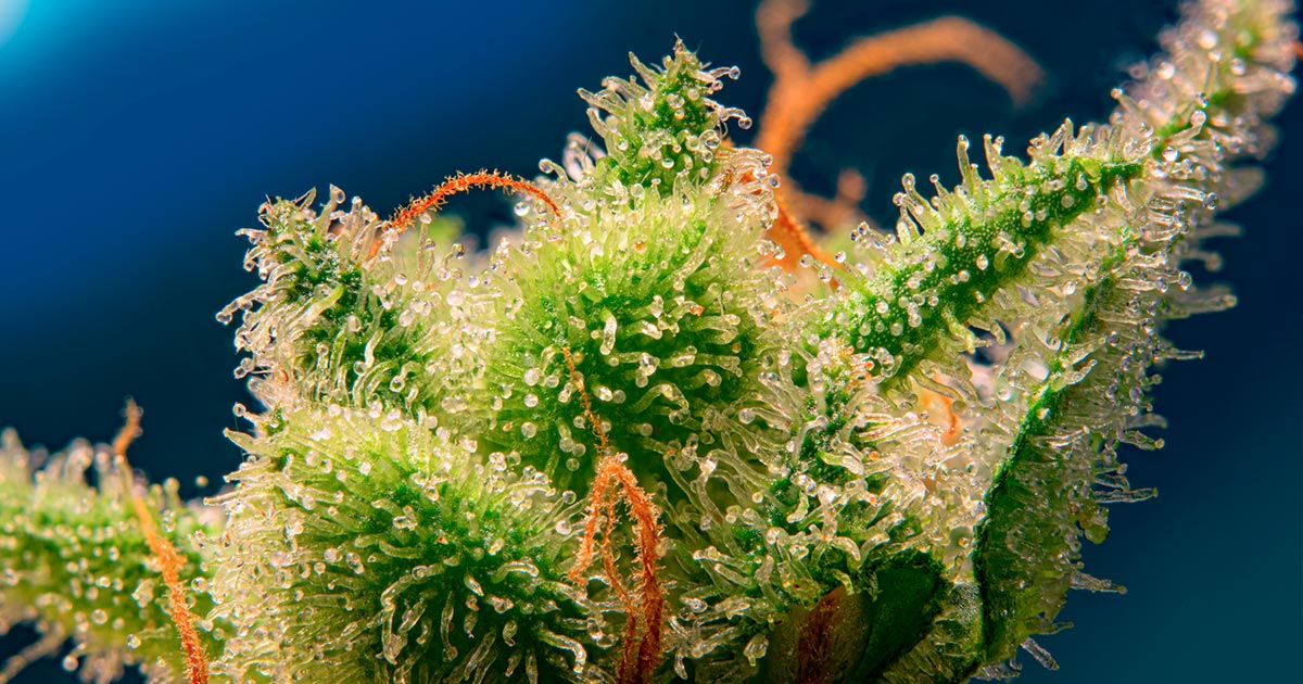 Monster Maker von Sweet Seeds