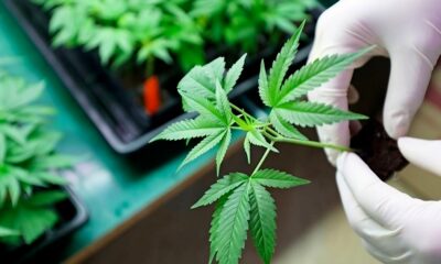 CBD und CBDV antimykotisch