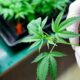 CBD und CBDV antimykotisch