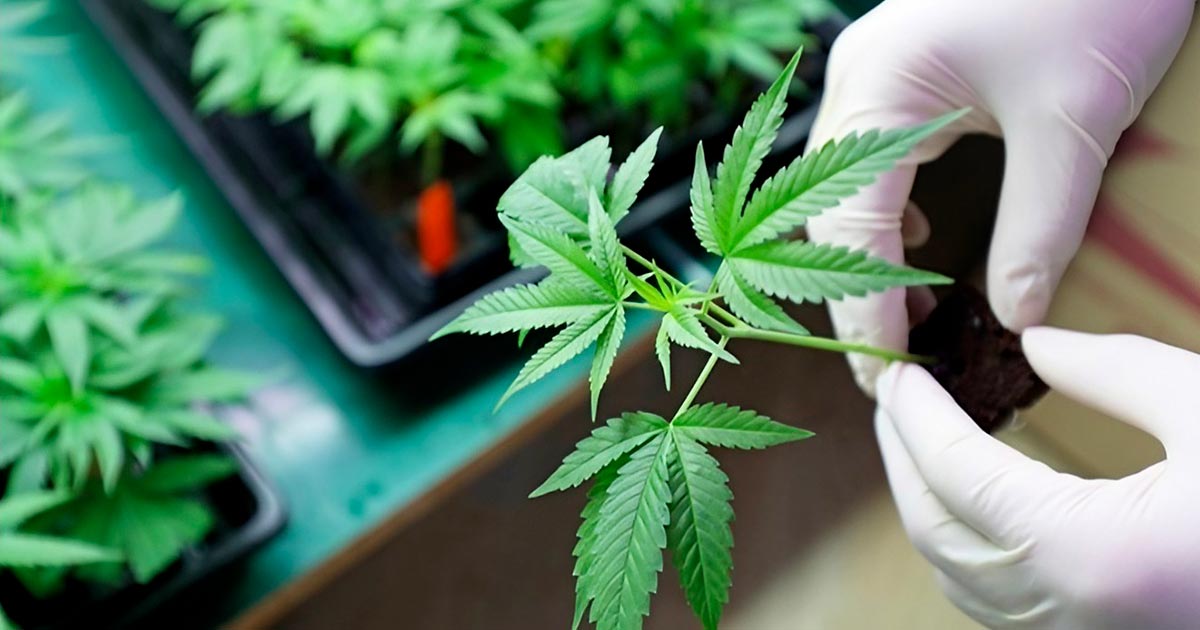 CBD und CBDV antimykotisch