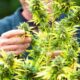 Erfolgreiche Legalisierung von Cannabis in Frankreich