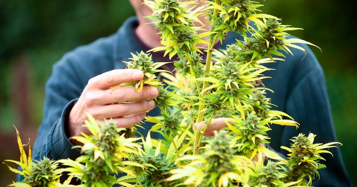 Erfolgreiche Legalisierung von Cannabis in Frankreich
