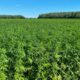 THC-Grenzwert für Hanf in Europa