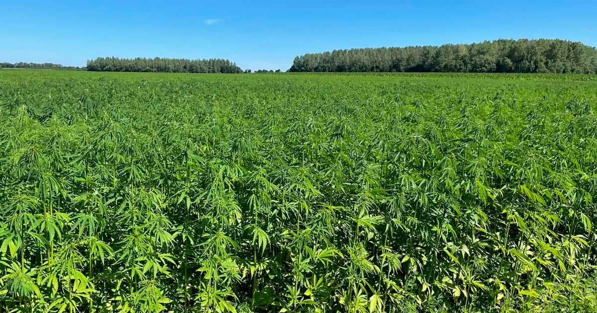 THC-Grenzwert für Hanf in Europa