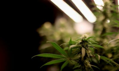 der tschechische Senat legalisiert Cannabis