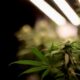 der tschechische Senat legalisiert Cannabis