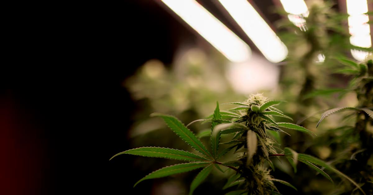 der tschechische Senat legalisiert Cannabis