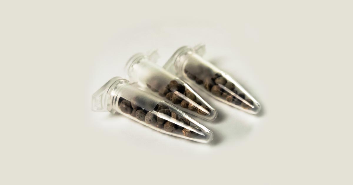 Cannabissamen im Weltraum