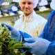 Tilray liefert medizinisches Cannabis nach Italien