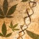 Dieudonné und Cannabis