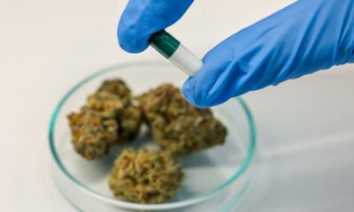 Krebserkrankungen bei Jugendlichen und Cannabis