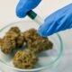 Krebserkrankungen bei Jugendlichen und Cannabis
