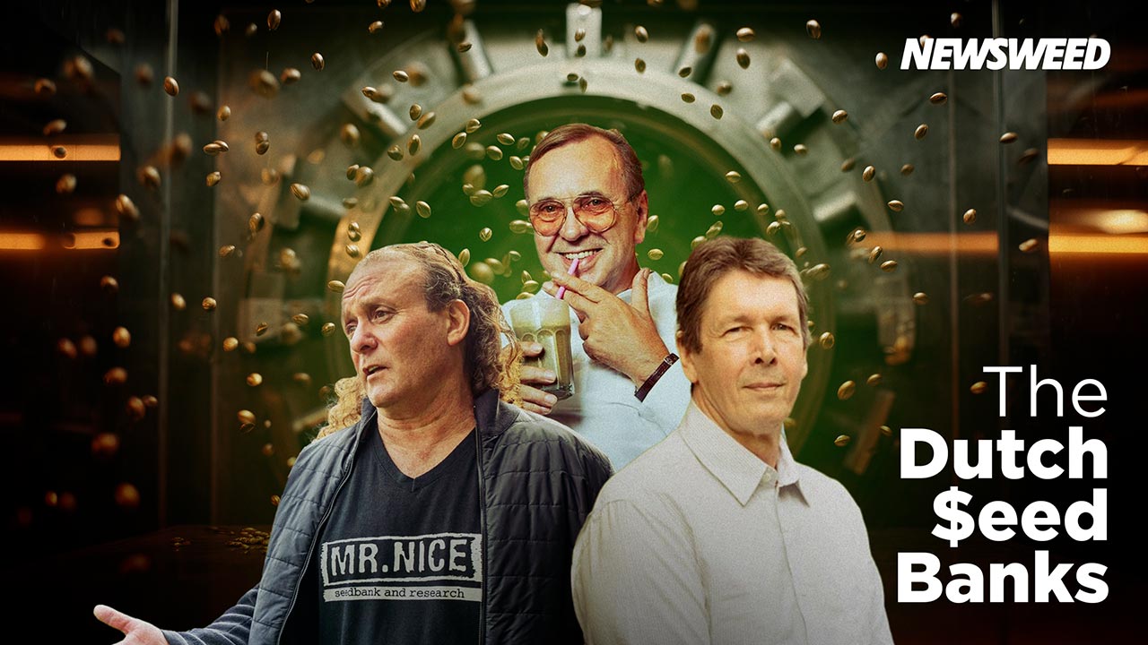 Niederländische Cannabis-Samenbanken