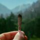 Trail und Cannabis