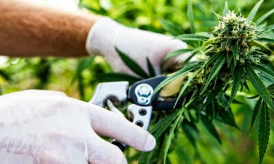 Export von Cannabis nach Sri Lanka