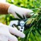 Export von Cannabis nach Sri Lanka