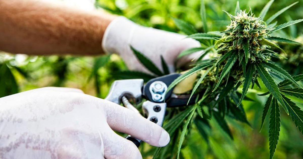 Export von Cannabis nach Sri Lanka