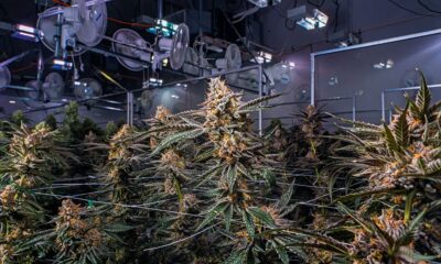 Cannabisindustrie in Kanada im Jahr 2024