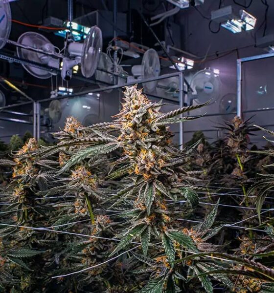 Cannabisindustrie in Kanada im Jahr 2024