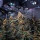 Cannabisindustrie in Kanada im Jahr 2024