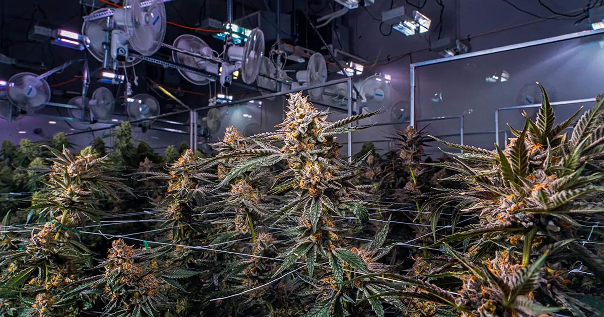 Cannabisindustrie in Kanada im Jahr 2024