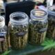 Cannabisverkauf während Festivals in Calgary