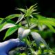 Neue Cannabisprodukte in Marokko
