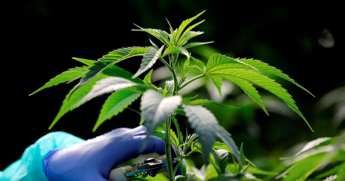 Neue Cannabisprodukte in Marokko