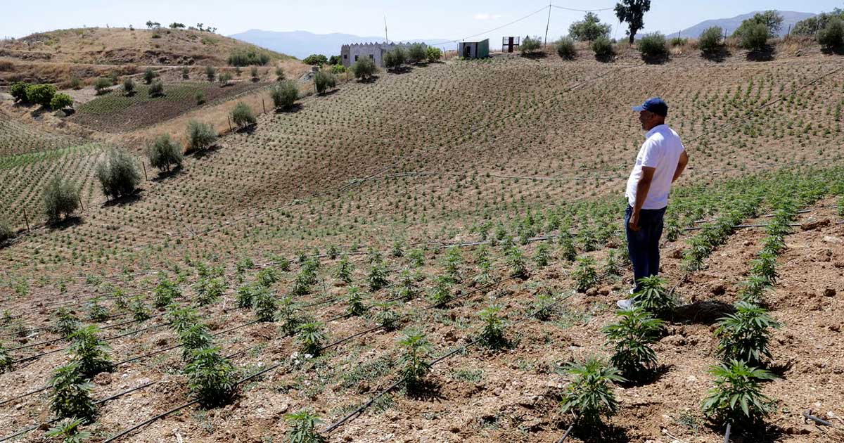Marokko verdoppelt Anbaufläche für Cannabis