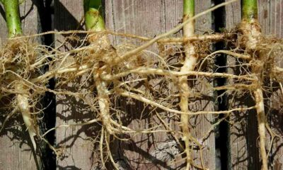 Hanfwurzeln gegen Krebs