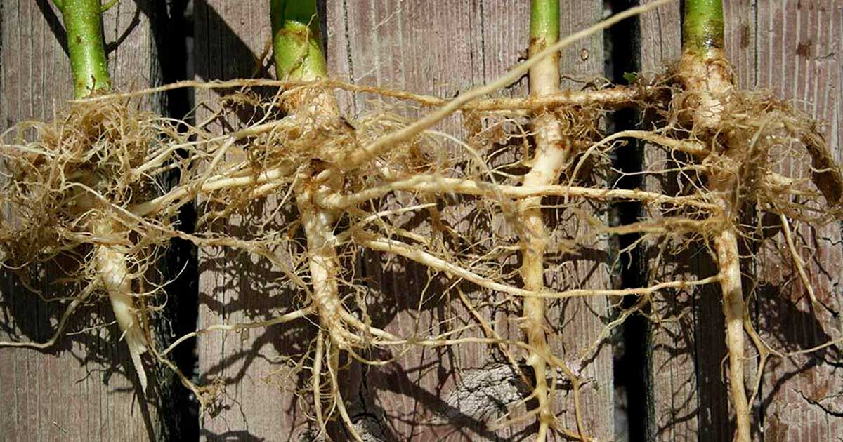Hanfwurzeln gegen Krebs