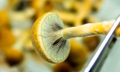 Produktion von Psychedelika in den USA im Jahr 2026