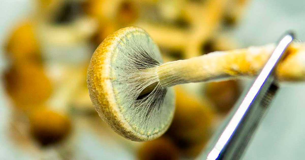 Produktion von Psychedelika in den USA im Jahr 2026