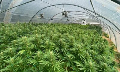 Frankreich opfert seine CBD-Branche